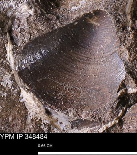 Limopsis striatopunctatus