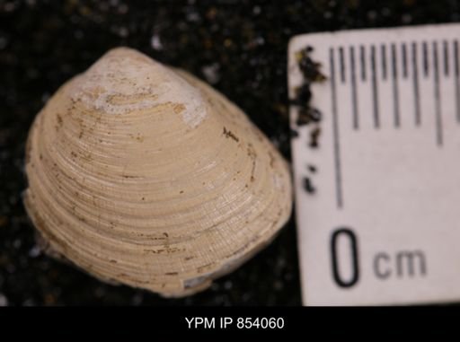 Limopsis striatopunctatus