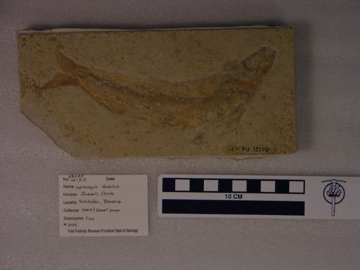 Leptolepis dubius