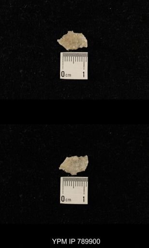 undet. Brachiopoda