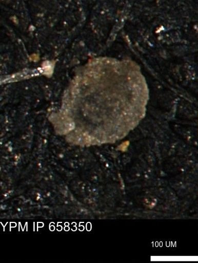 Spirolocammina subcircularis