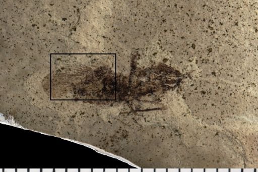Auchenorrhyncha?
