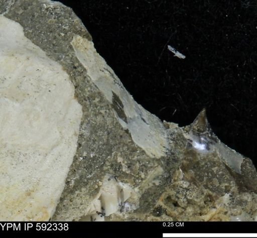 undet. Mollusca