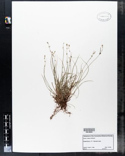 Carex rosea
