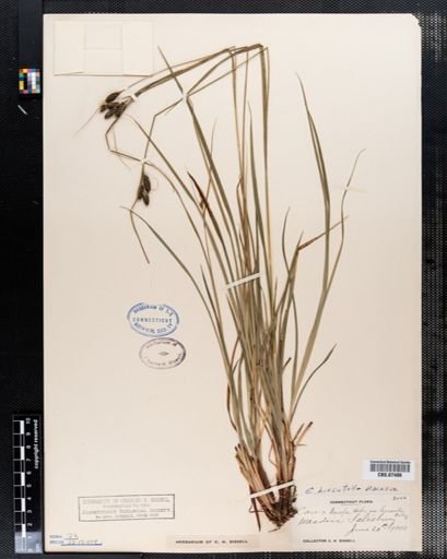 Carex hirsutella