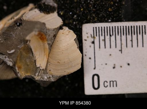 Limopsis striatopunctatus
