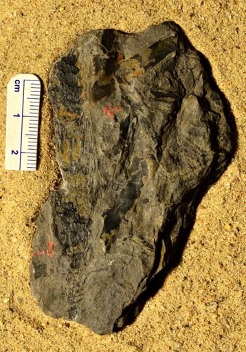 Sphenophyllum erosum