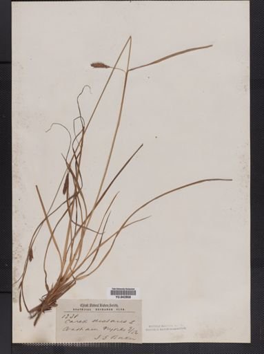 Carex distans
