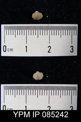 Crispella elegans