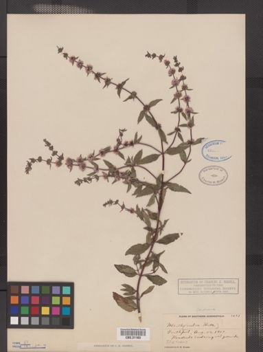 Mentha cardiaca