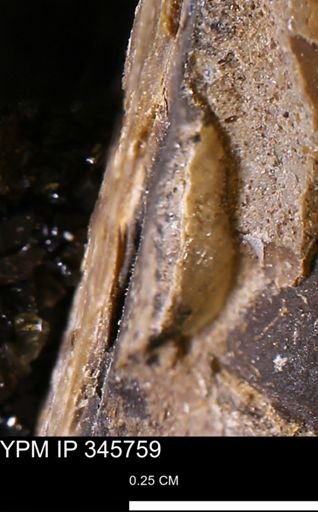 undet. Mollusca