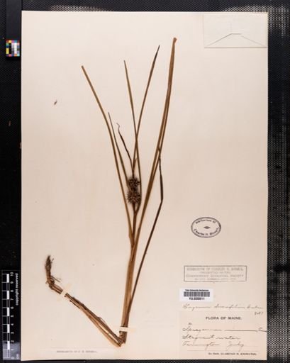 Sparganium chlorocarpum
