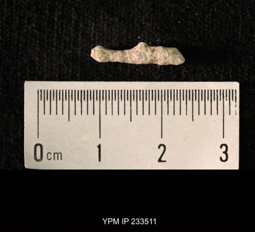 Archaeocidaris sp.
