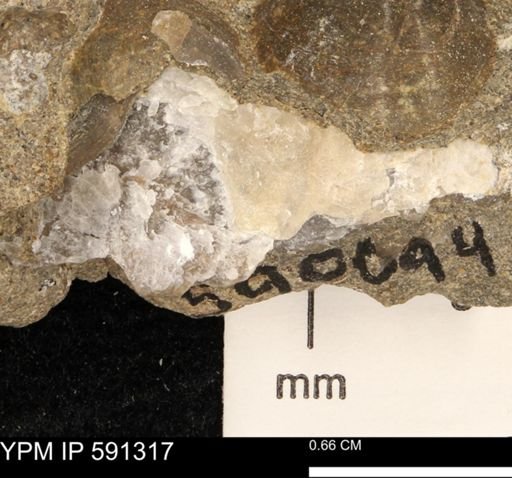 undet. Bivalvia