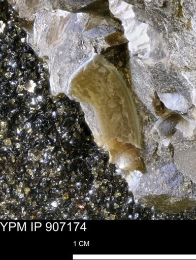 undet. Mollusca