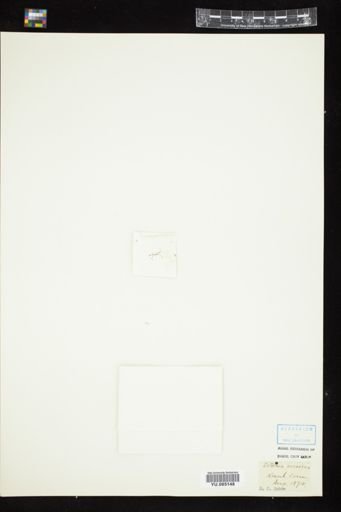 Isthmia nervosa