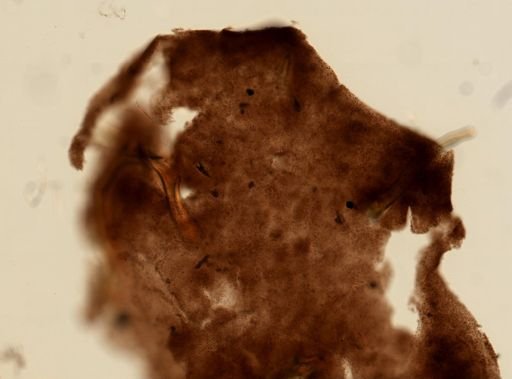 Aplysina cauliformis