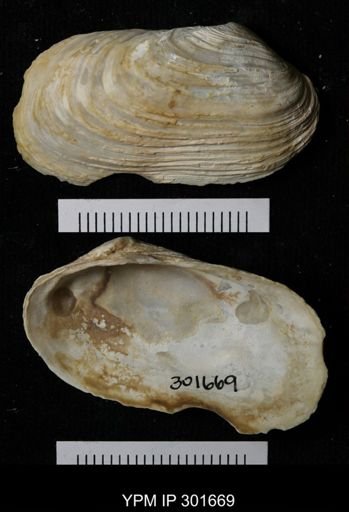 Hiatella arctica