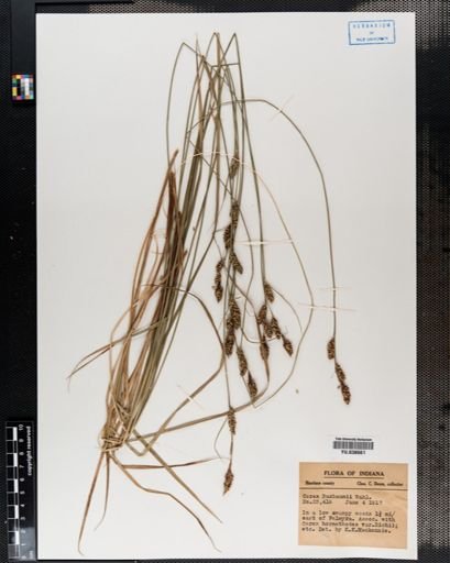 Carex buxbaumii