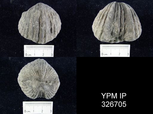Platystrophia ponderosa