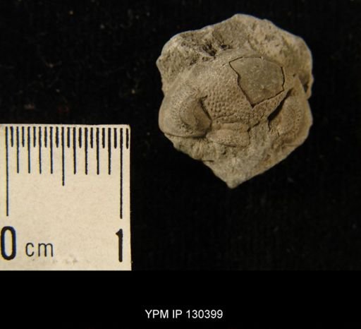 Phacops rana