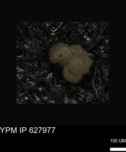 undet. Foraminiferida