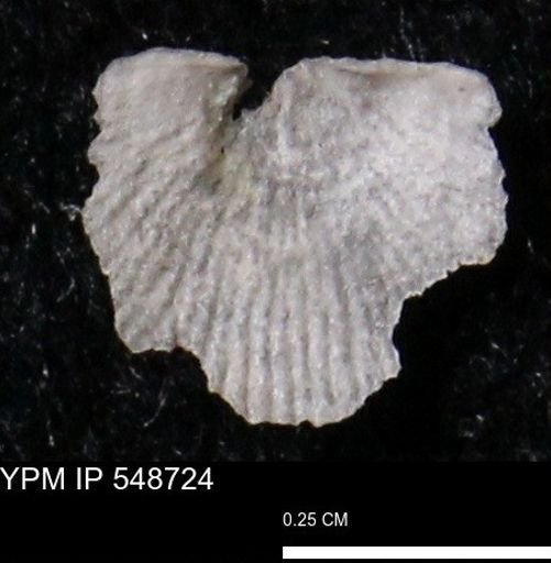 Stropheodonta perplana