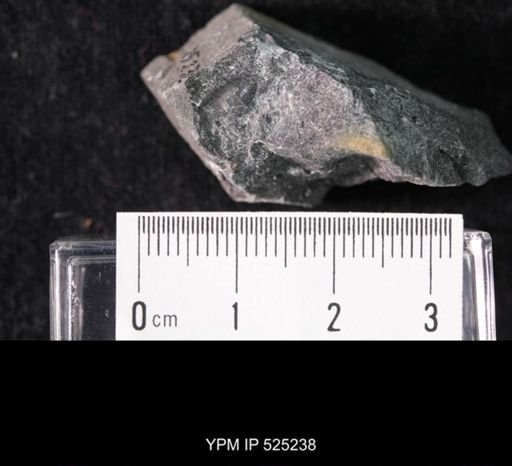 Crepicephalus?