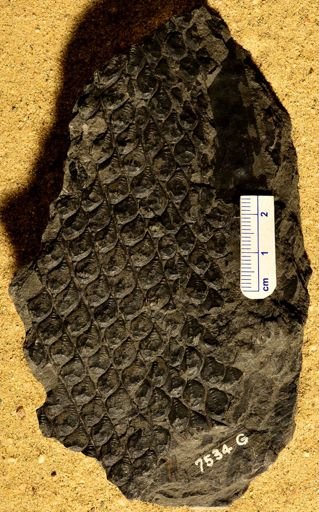 Lepidodendron sp.