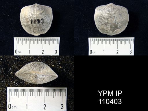 Atrypa reticularis