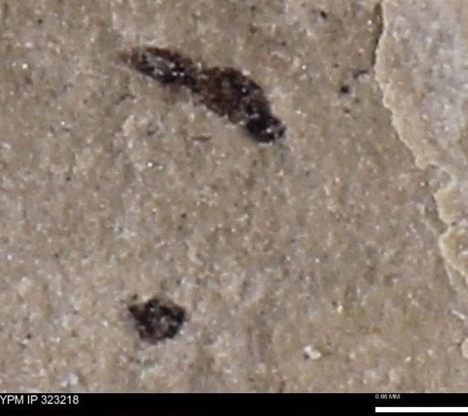 undet. Hymenoptera