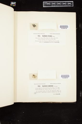 Oscillatoria formosa