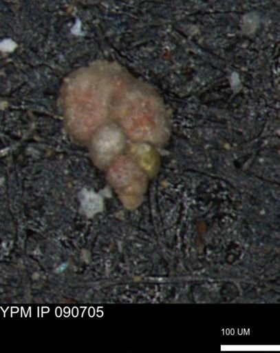 Bimonilina variana