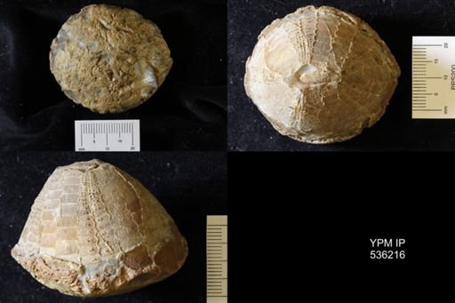 Echinocorys sp.