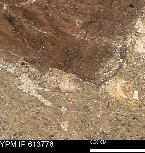Scaphites sp.