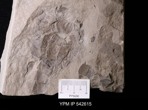 Baltoeurypterus?