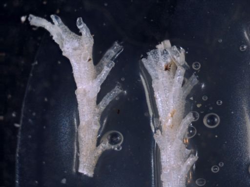 Bryozoa