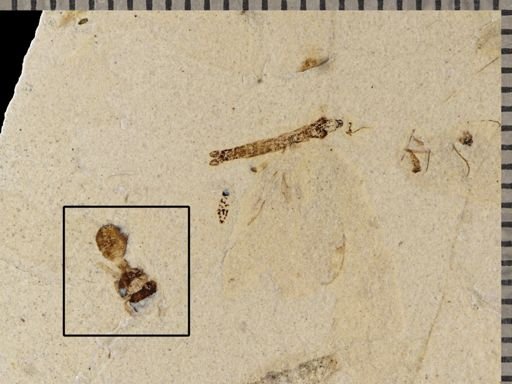 undet. Formicidae