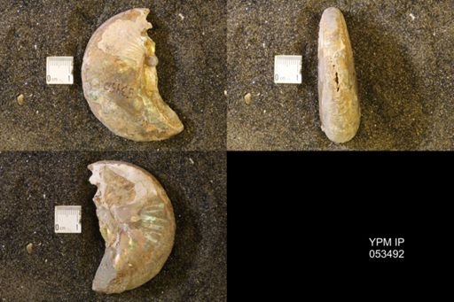 Hoploscaphites nicolletii