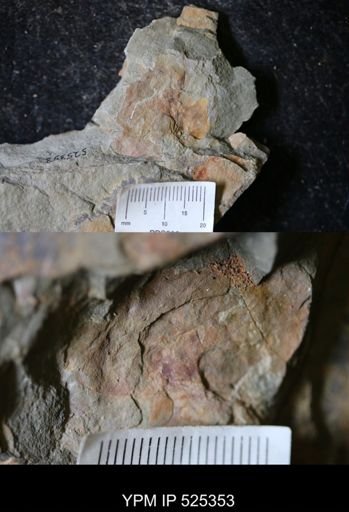 undet. Arthropoda