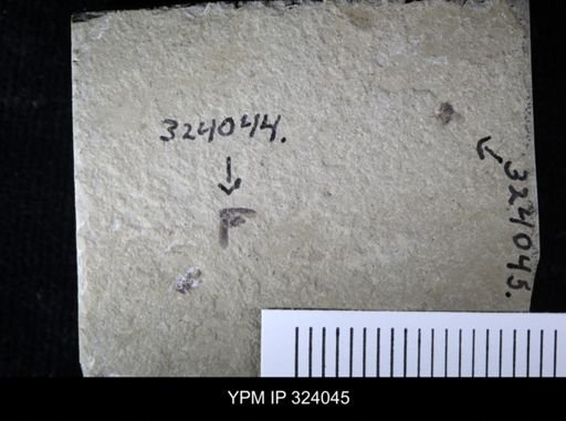 undet. Diptera