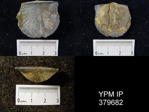 Strophodonta sp.