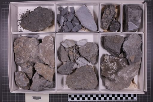 mixed taxa, stratigraphic collection