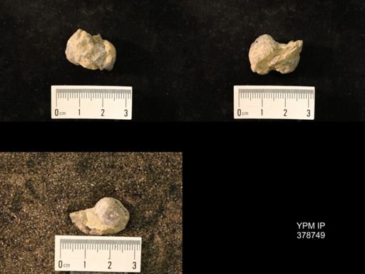 Marginifera wabashensis
