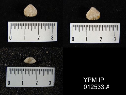Pugnoides texanus