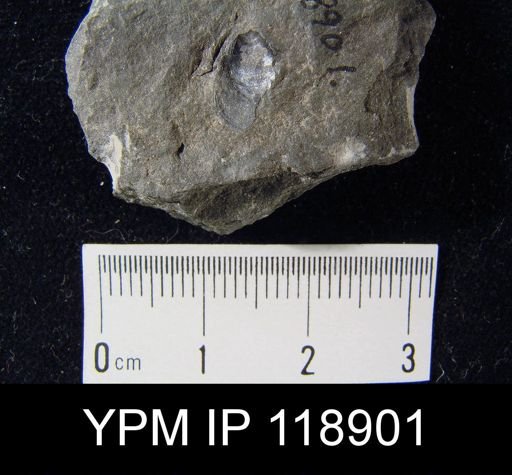 Lingula subacutriostris