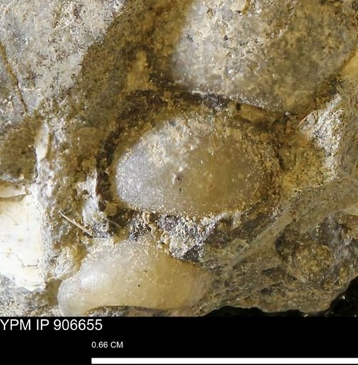 undet. Gastropoda