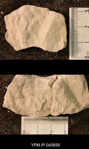 Hexapoda