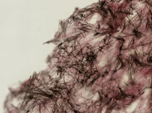 Suberites aurantiacus