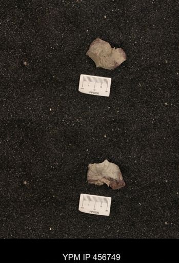 Scaphites ventricosus stantoni